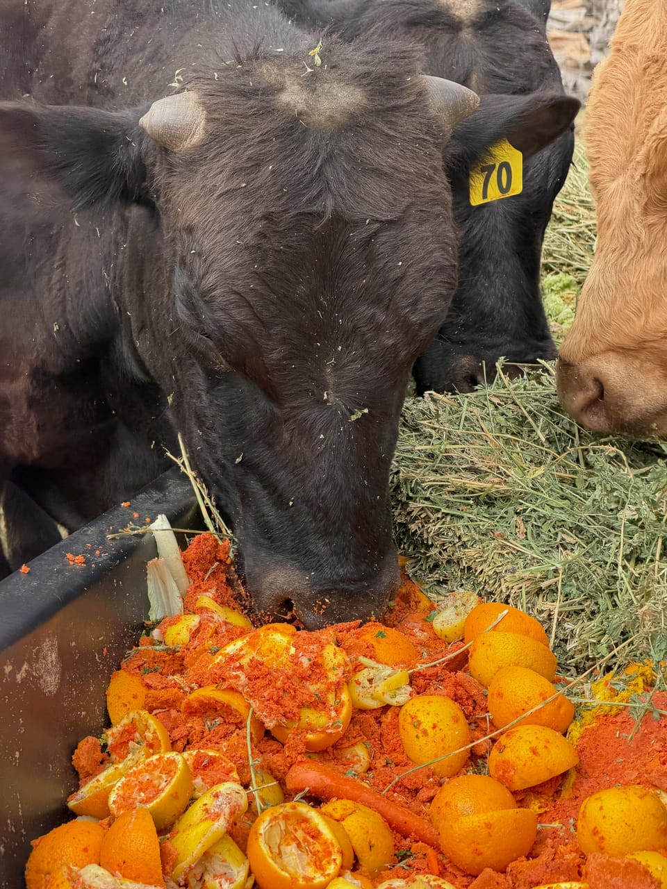 Pulp-Fed Beef from Pontious Ranches